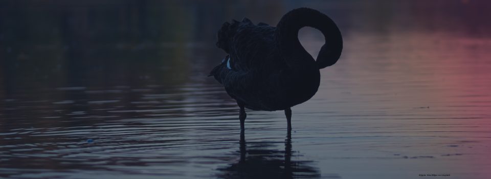 Barańczak Czarny łabędź black swan