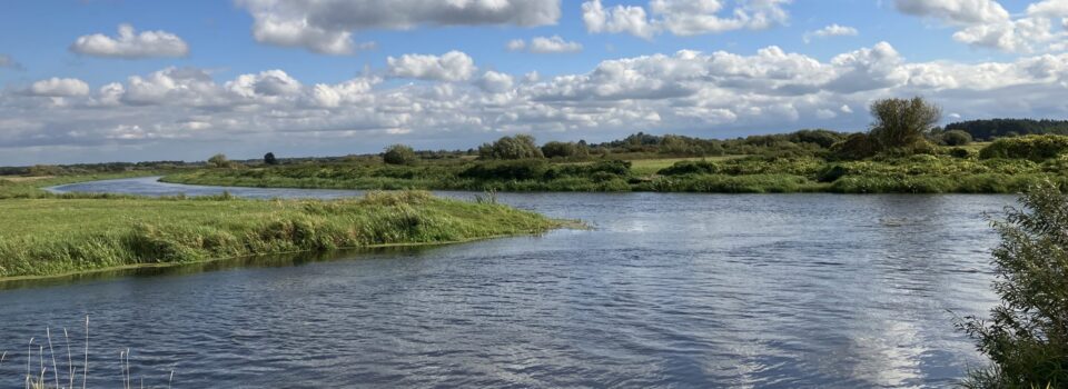 narew